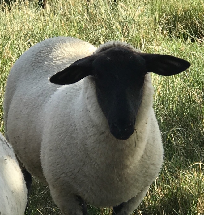 Black Face Suffolk Ewe Lambs Livestock Sheep Ewes For Sale